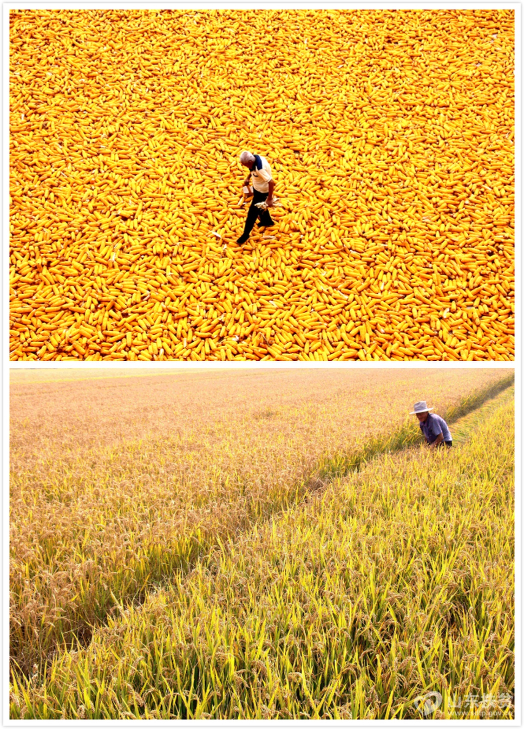 ��ͼ��ɽ��ʡ���ݸ�����СӪ�ֵ����´���ũ������ƶ��Ⱥ������ɹ���ף���ͼ��ɽ��ʡ���ݸ������������׺�����ƶ��Ⱥ�����ո�ˮ���������� �㣩_resize1.jpg