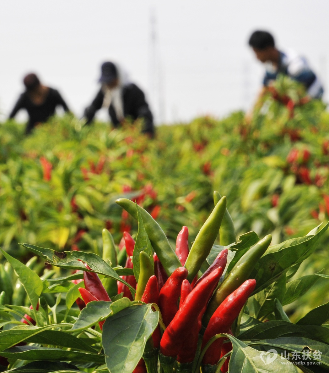 ��Ӫ�кӿ��� ������� �������_resize1.jpg